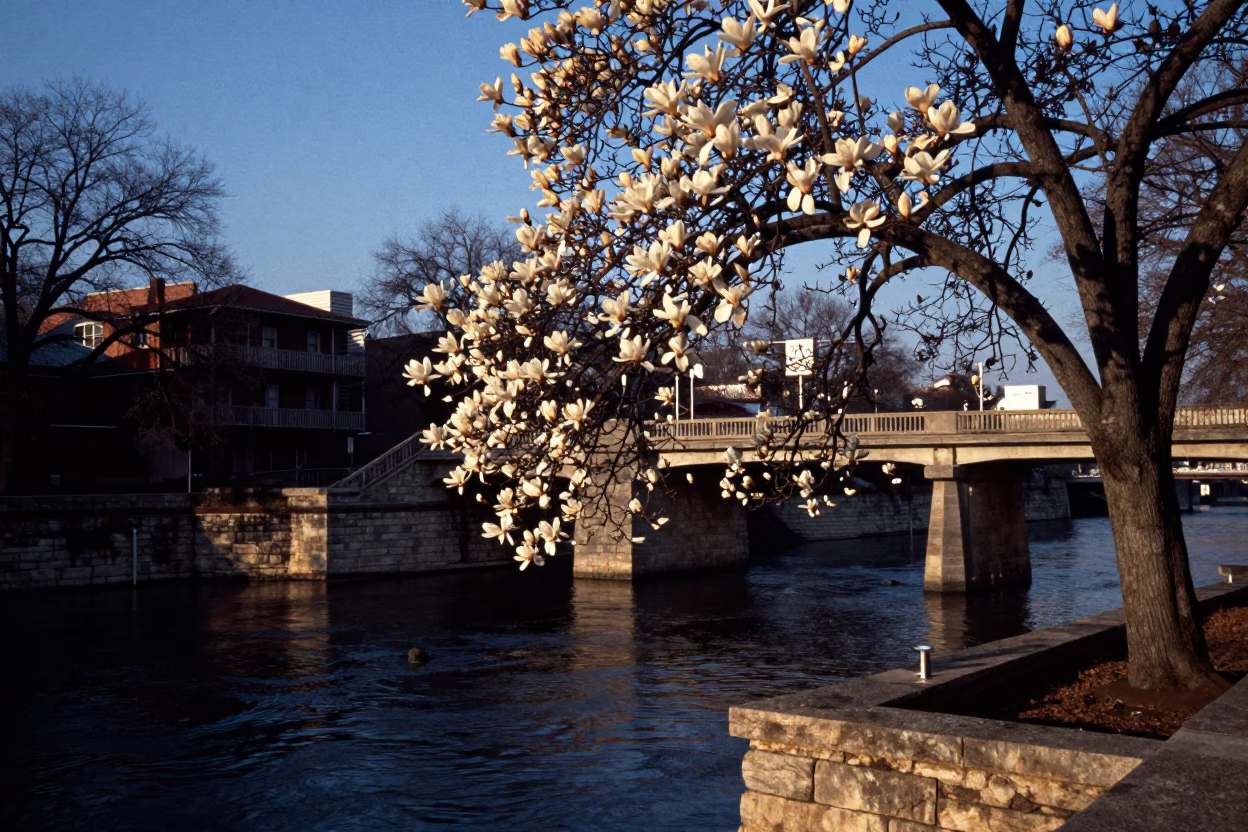 Austin Texas Pre-Dawn River Walk with Magnolia Tree and Vintage Motorcycle in in Austin, Texas, United States