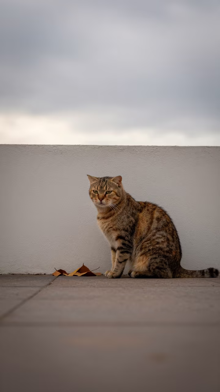 Australian Mist Cat in Punta del Este Courtyard in beside a plain courtyard wall in clear daylight with the animal at eye level in Punta del Este