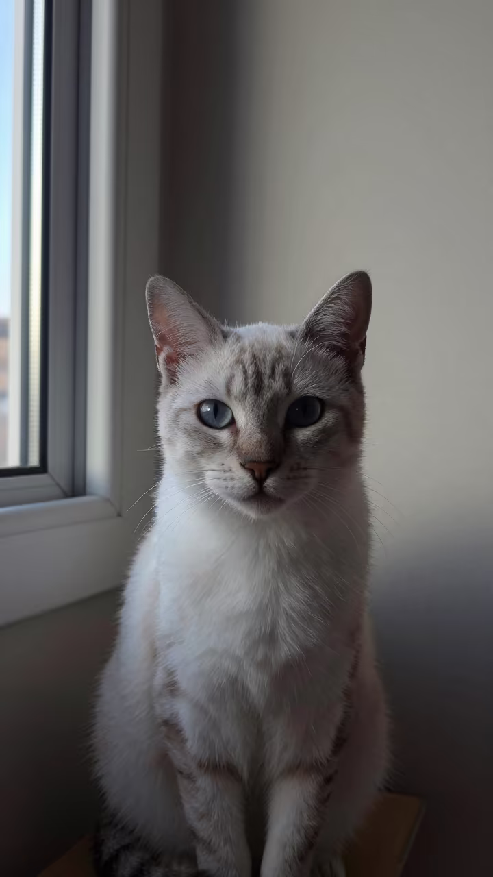 Australian Mist Cat Portrait Aden Midday Light in beside a plain plaster wall in soft indoor light with the animal centered in frame in Aden