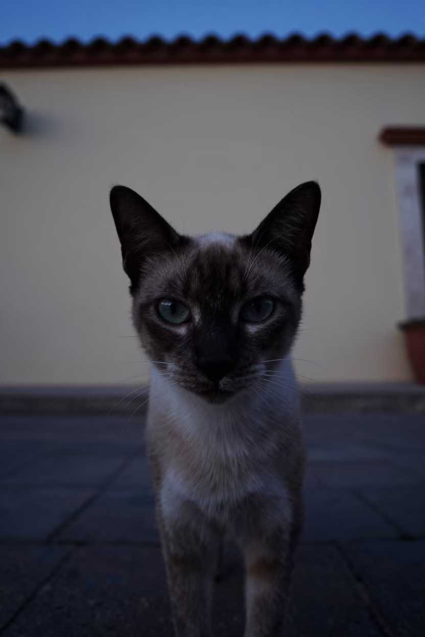 Australian Mist Cat Silhouette Against Zapopan Wall in beside a plain courtyard wall in clear daylight with the animal at eye level near Zapopan
