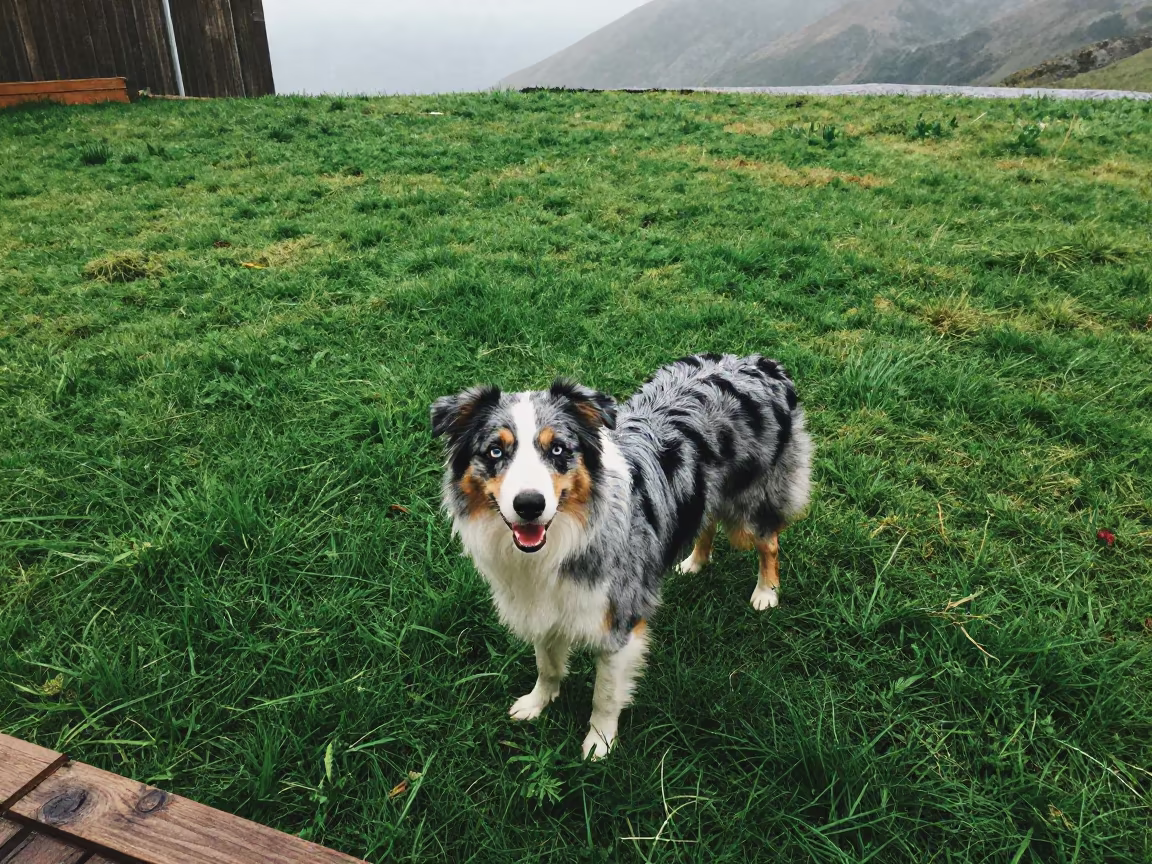 Australian Shepherd in Yaritagua Yard in in a small yard with clipped grass, calm light, and the animal centered in frame in Yaritagua