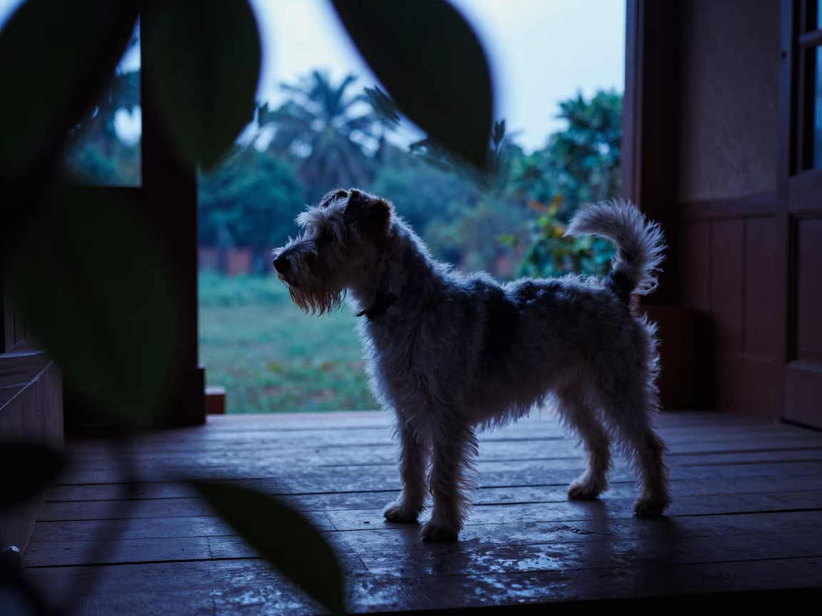 Australian Terrier Portrait on Hyderabad Porch in on a shaded front porch with boards, railings, and eye-level framing near Hyderabad