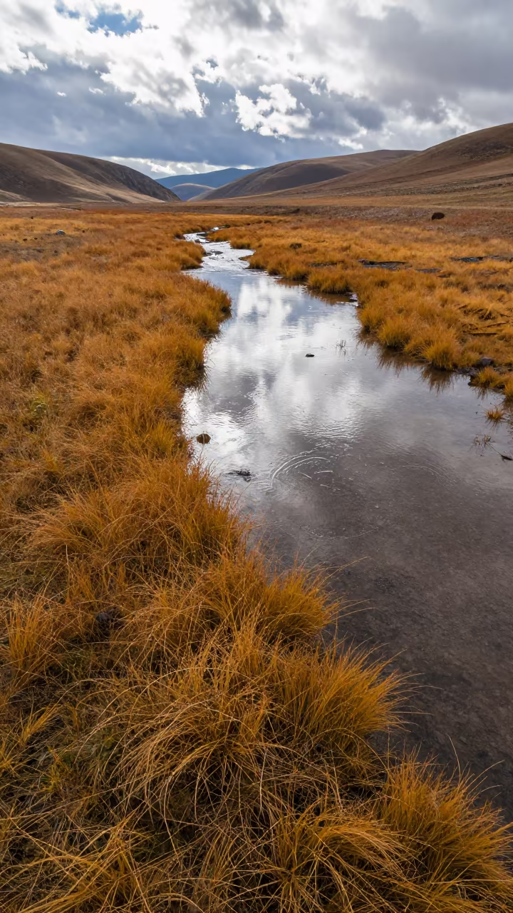 Autumn Alpine Meadow Flooded Shoreline Tbilisi in along a wave-cut shoreline near Tbilisi