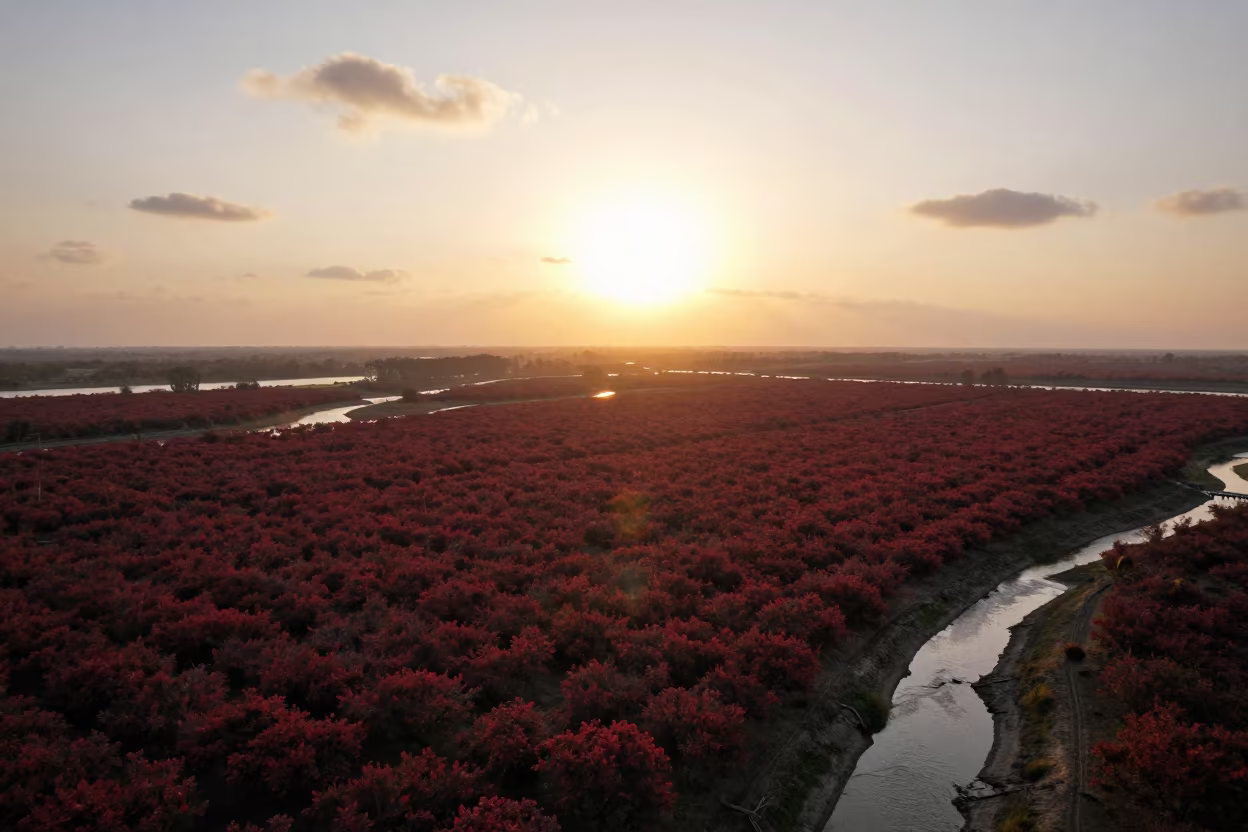 Autumn Blueberry Barrens Backlit Silhouette in high above braided river channels near Gujranwala