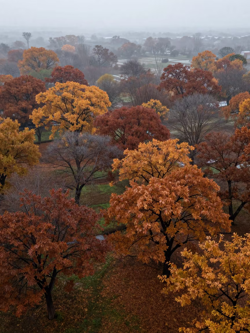 Autumn canopy patchwork floodplain misty dawn Cordoba in across a floodplain after rain near Cordoba