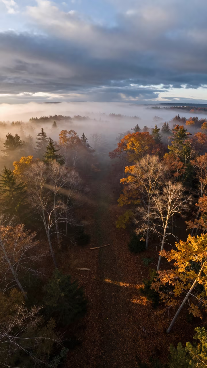 Autumn Forest Clearing Fog Morning Rajasthan in over a horizon of stacked thunderheads in Rajasthan