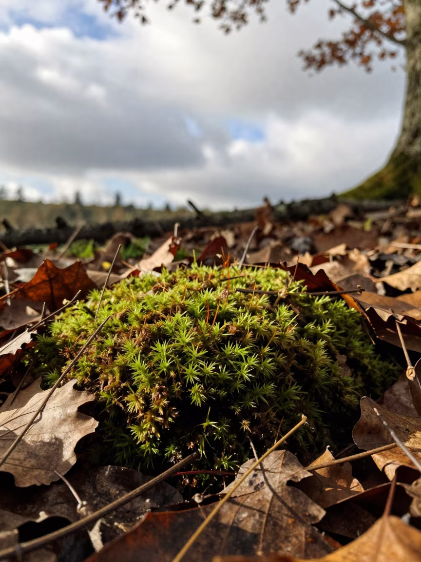 Autumn Moss Bed in Dappled Light Near Amman in near Amman