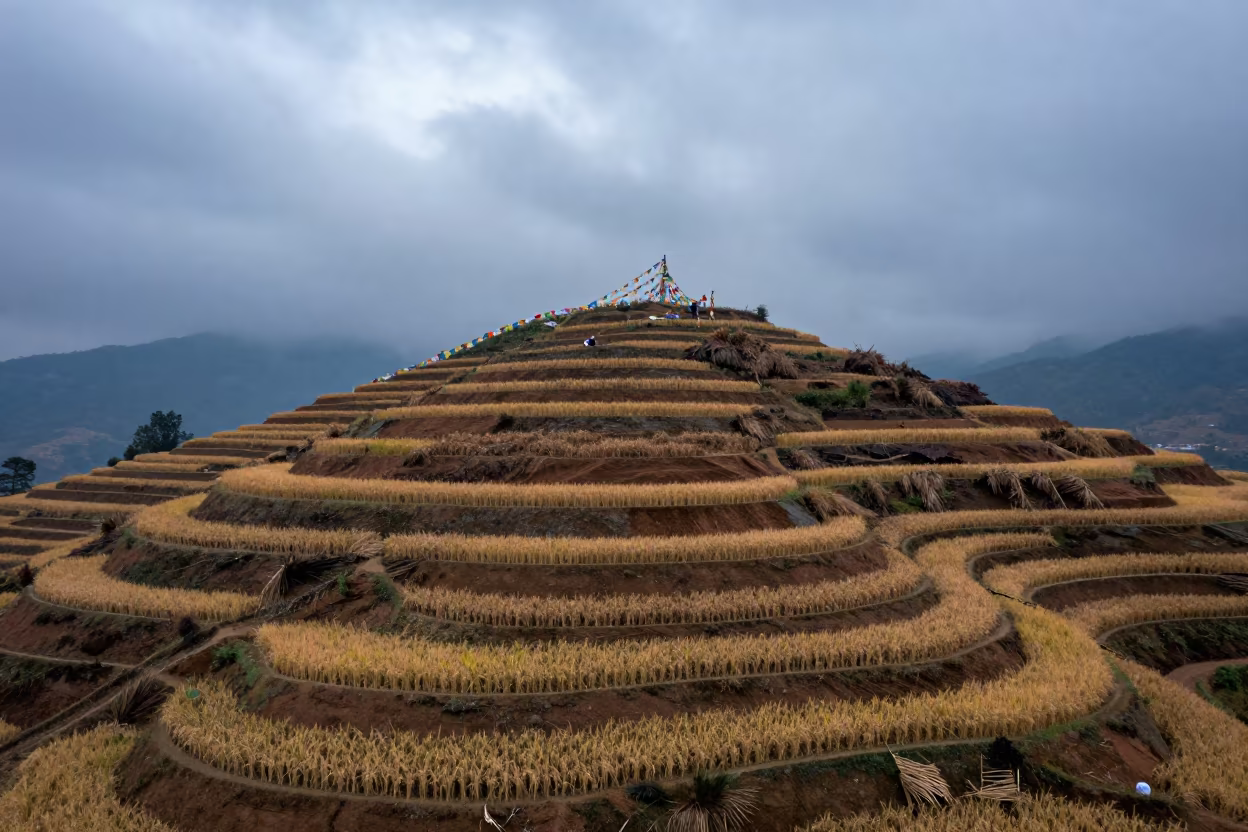 Autumn Rice Terraces Dawn Over Thimphu in on a wind-cut ridge below prayer flag lines near Thimphu