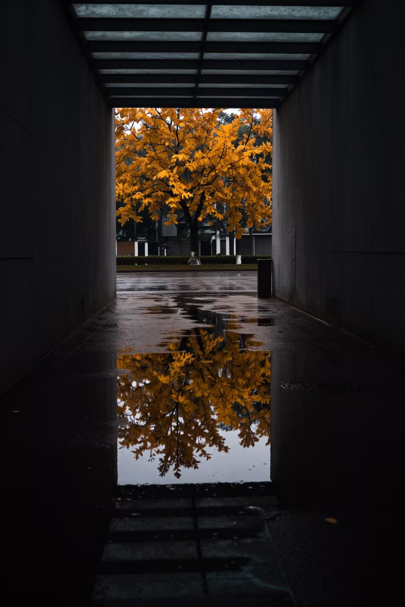 Autumn Tree Reflections in Rain Puddle in inside a glass-roofed arcade in Thủ Đức