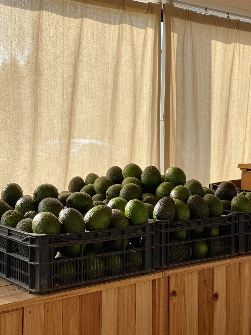 Avocado Crates Under Market Tent Canvas in at a market stall counter near Oskemen