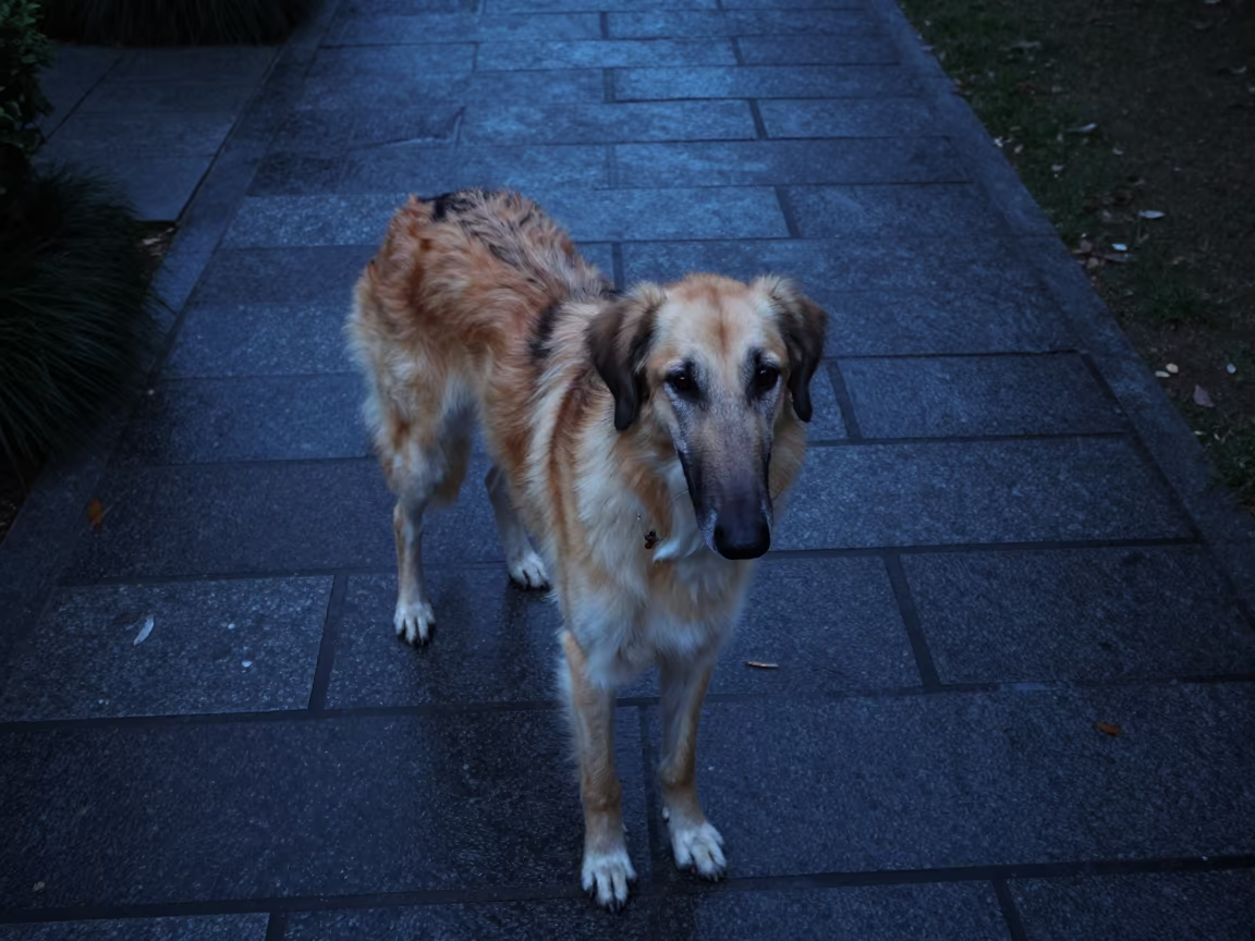 Azawakh Dog on Xiamen Park Path in along a quiet park path with soft open shade and a clean background in Xiamen