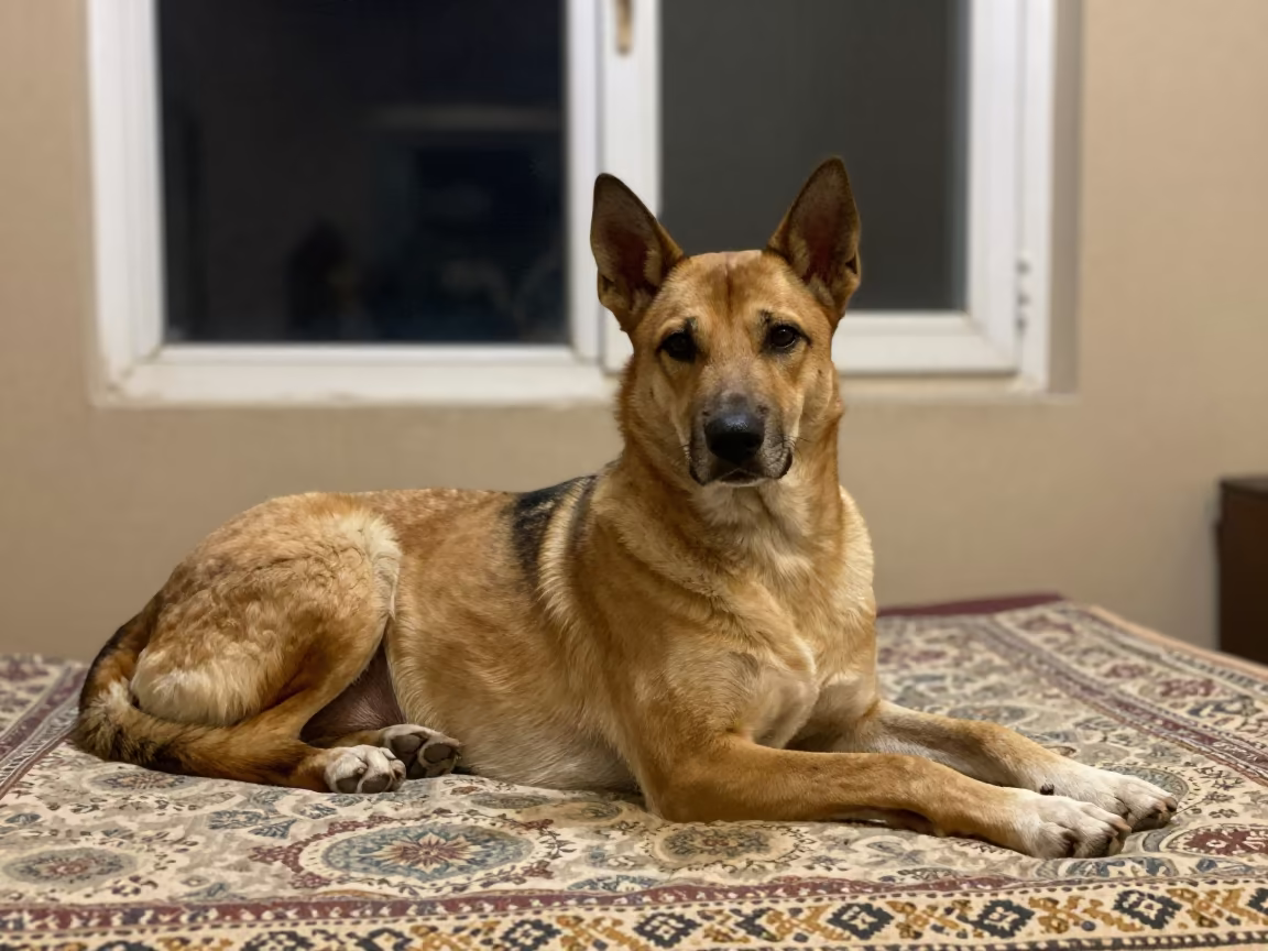 Azawakh Dog Resting on Bedspread Near Window in on a bedspread near a bright window with calm indoor light in Dera Ghazi Khan