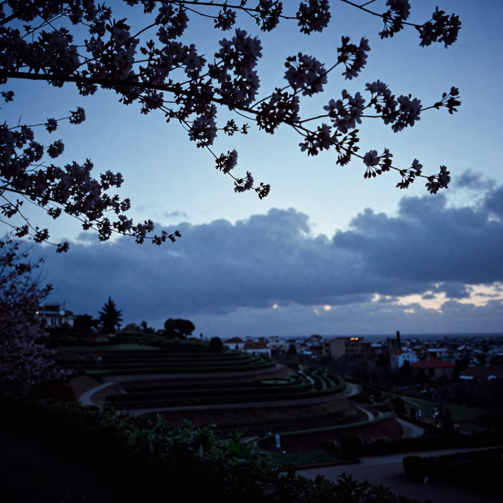 Backlit Cherry Blossom Branch Against Blue Twilight Sky in among terraced garden plots near Mar del Plata