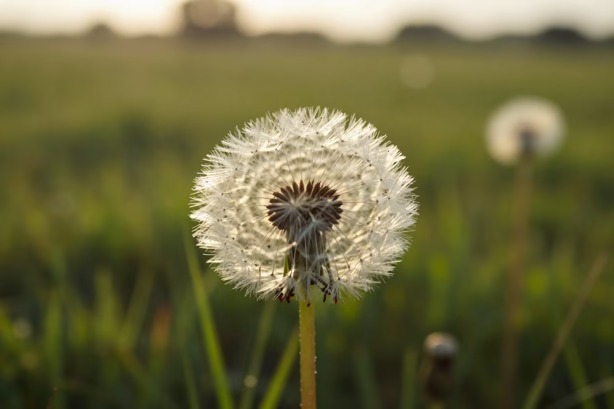 Backlit Dandelion Seed Head in Bauchi Meadow in in a bloom-heavy meadow near Bauchi