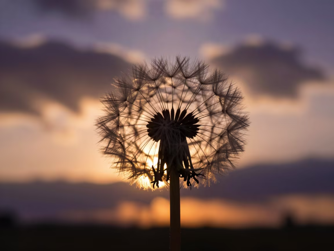 Backlit Dandelion Silhouette Against Sunset Clouds in in Lesotho
