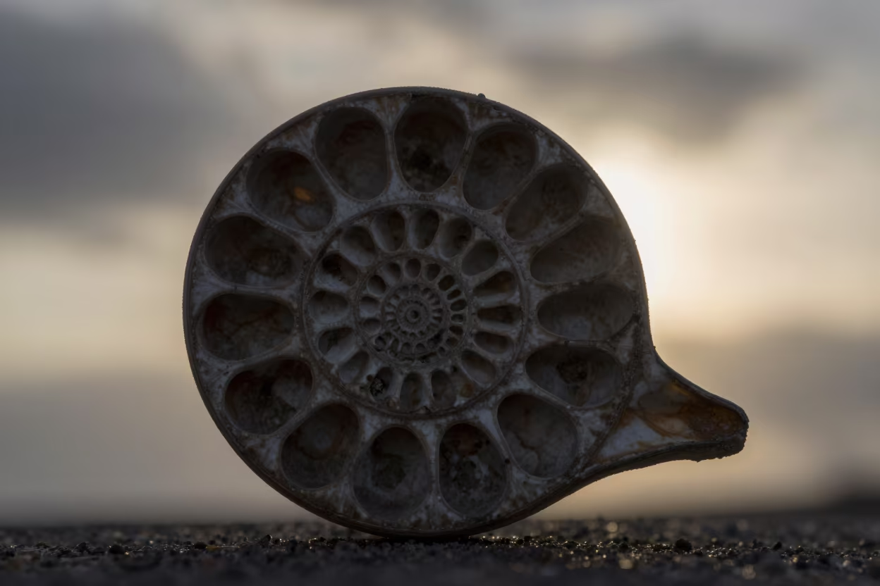 Backlit Fossil Ammonite Spiral Macro in in Godoy Cruz