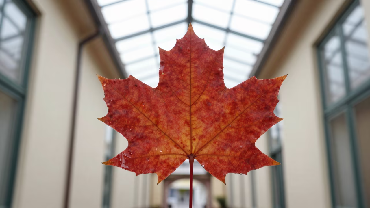 Backlit Maple Leaf Fractal Veins Red Autumn in inside a glass-roofed arcade in Potosi