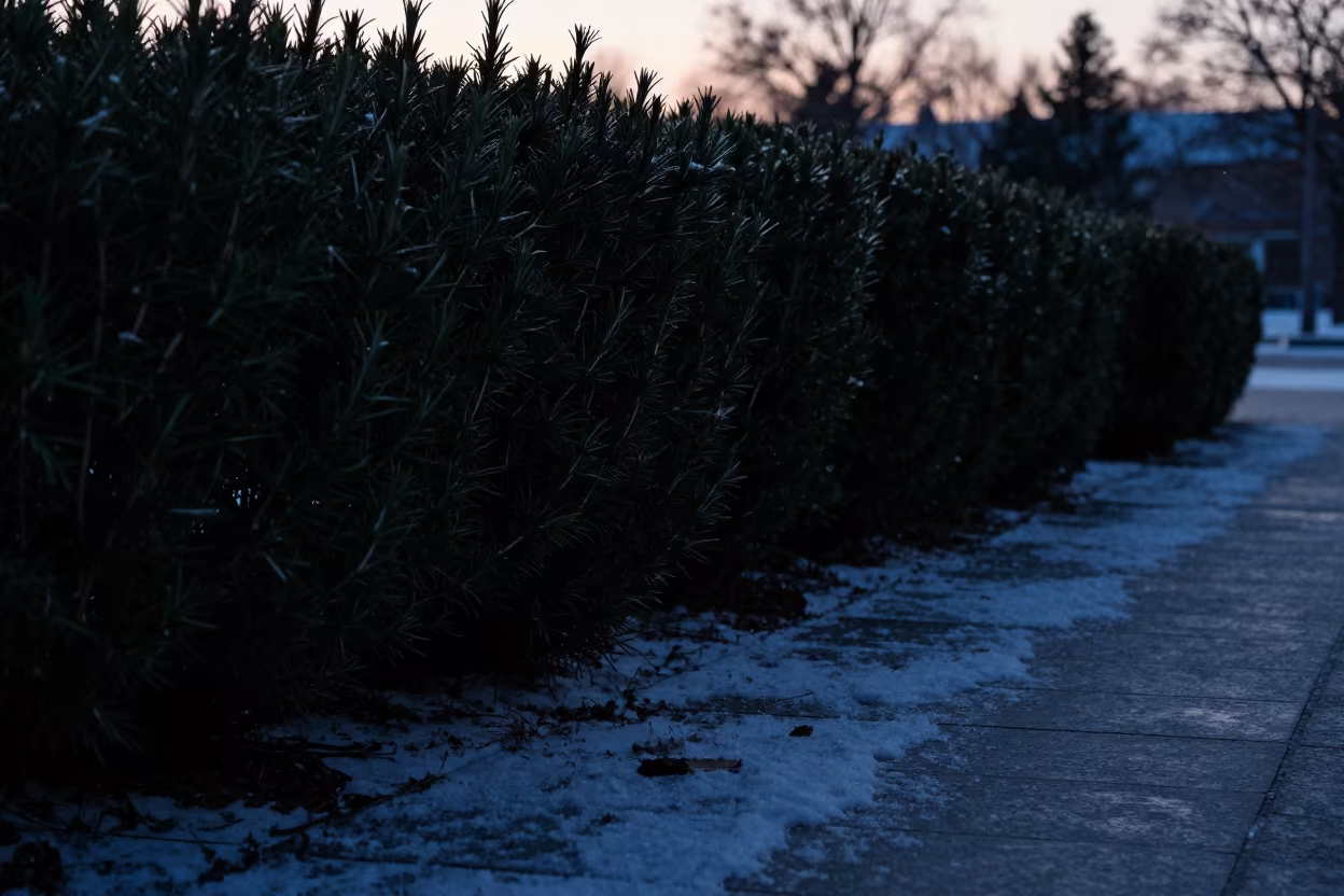 Backlit Rosemary Hedge in Snowfall at Sunset in near Winnipeg