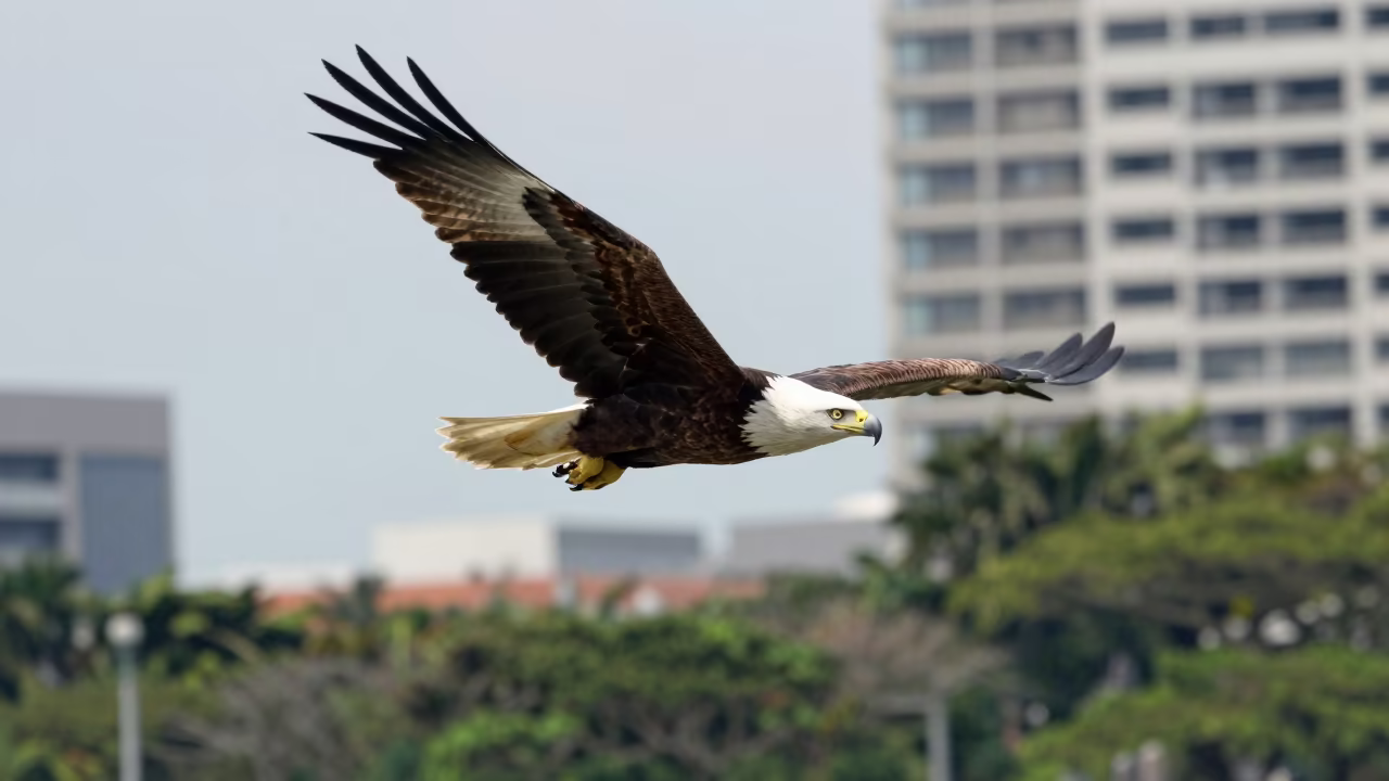 Bald Eagle Soaring Over Singapore Sky in in Singapore