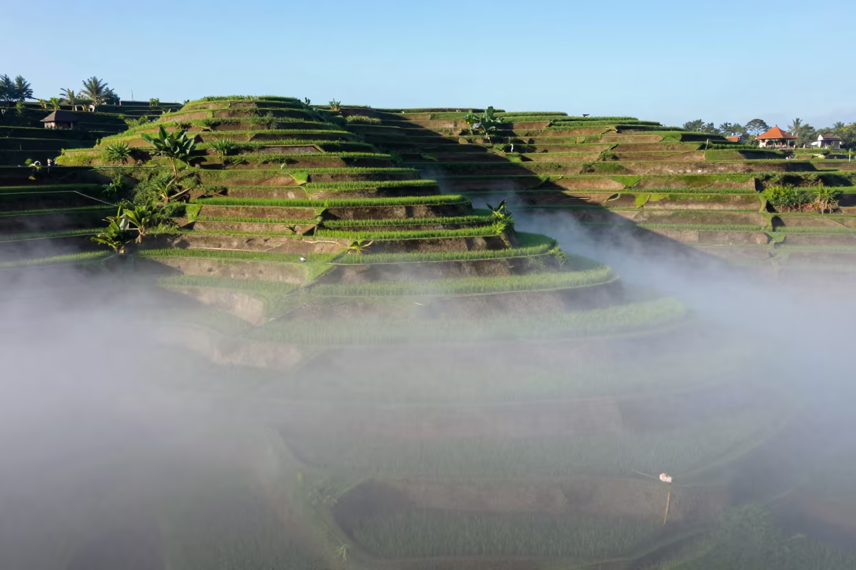 Bali Rice Terraces Fog Island After Rain in across a wide valley floor in Bali
