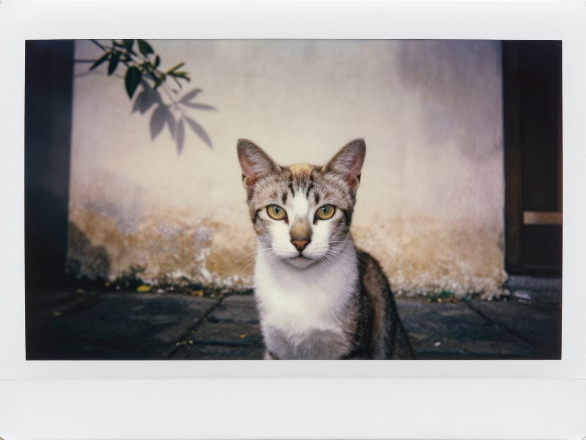 Balinese Cat in Yogyakarta Courtyard Portrait in beside a plain courtyard wall in clear daylight with the animal at eye level in Yogyakarta