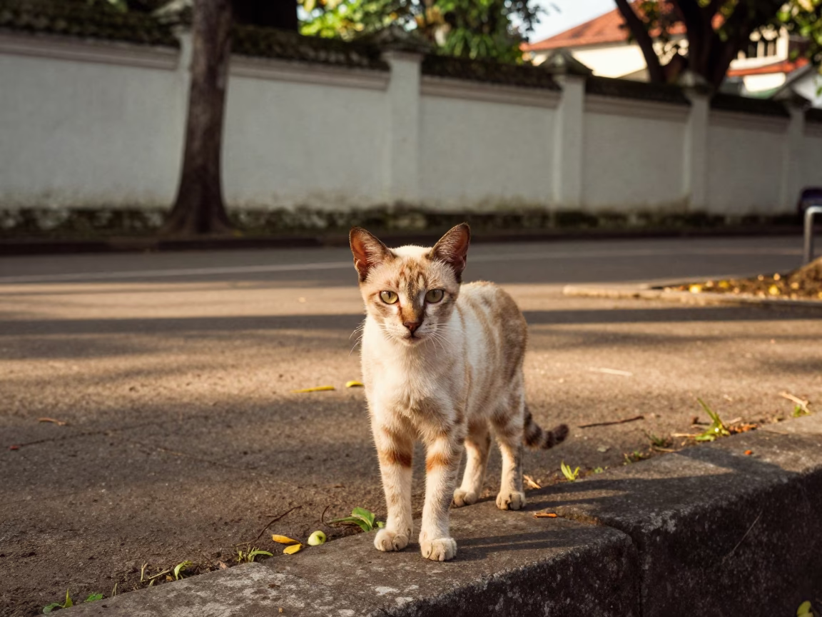 Balinese Cat Portrait on Quiet Jakarta Path in along a quiet park path with soft open shade and a clean background in Kota Tua, Jakarta