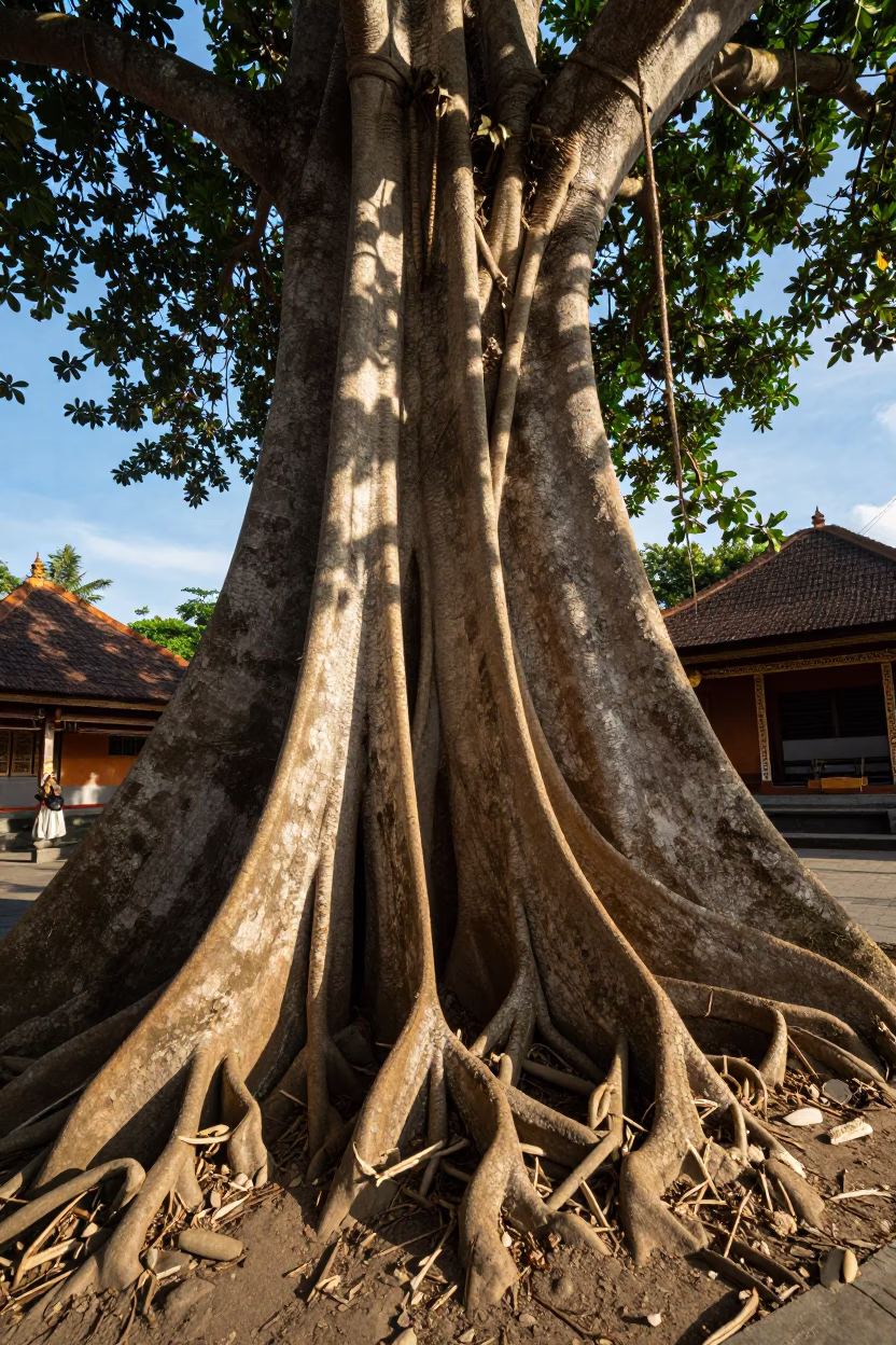 Balinese Kapok Tree Buttress Roots in Late Afternoon Light Denpasar Indonesia in in Denpasar, Indonesia