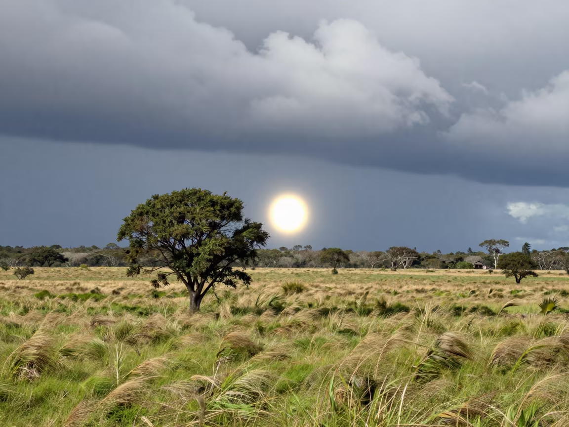 Ball Lightning Near Tree Knysna Storm in across a storm-bright plain near Knysna