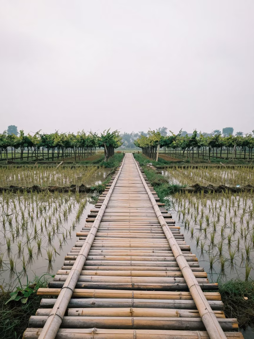 Bamboo Bridge Over Rice Paddy in Menteng in between vineyard trellises in Menteng, Jakarta