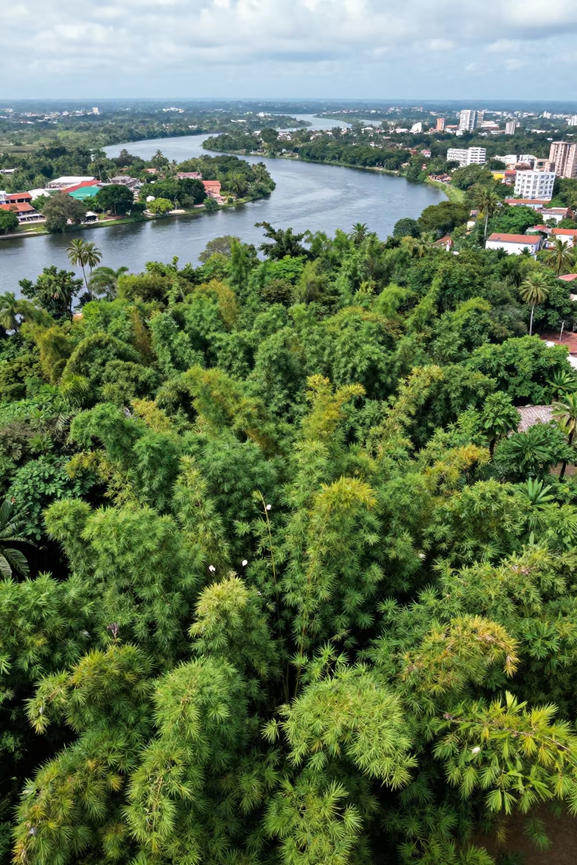 Bamboo Forest Canopy Over Havana River Meanders in far above river meanders near Fusterlandia, Havana