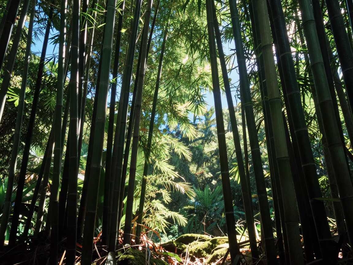 Bamboo Forest Light Near Salvador Rainy Season in near Salvador