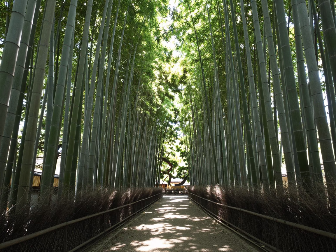 Bamboo Grove Sunlight Filtering Through Stalks in Arashiyama Kyoto Japan Midday in in Kyoto, Japan