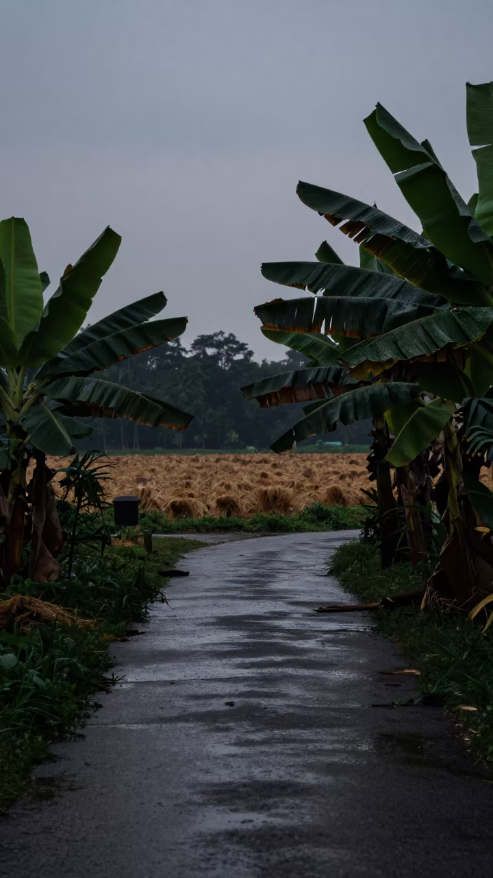 Banana Path Twilight Silhouette Monsoon Rain in across a harvested grain field near Tiong Bahru, Singapore