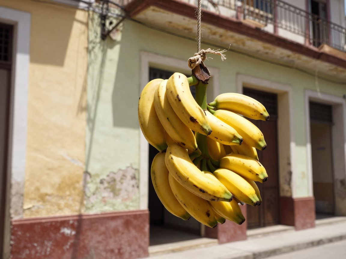 Bananas Hanging in Havana Cuba Noon Sunlight Street Scene in in Havana, Cuba