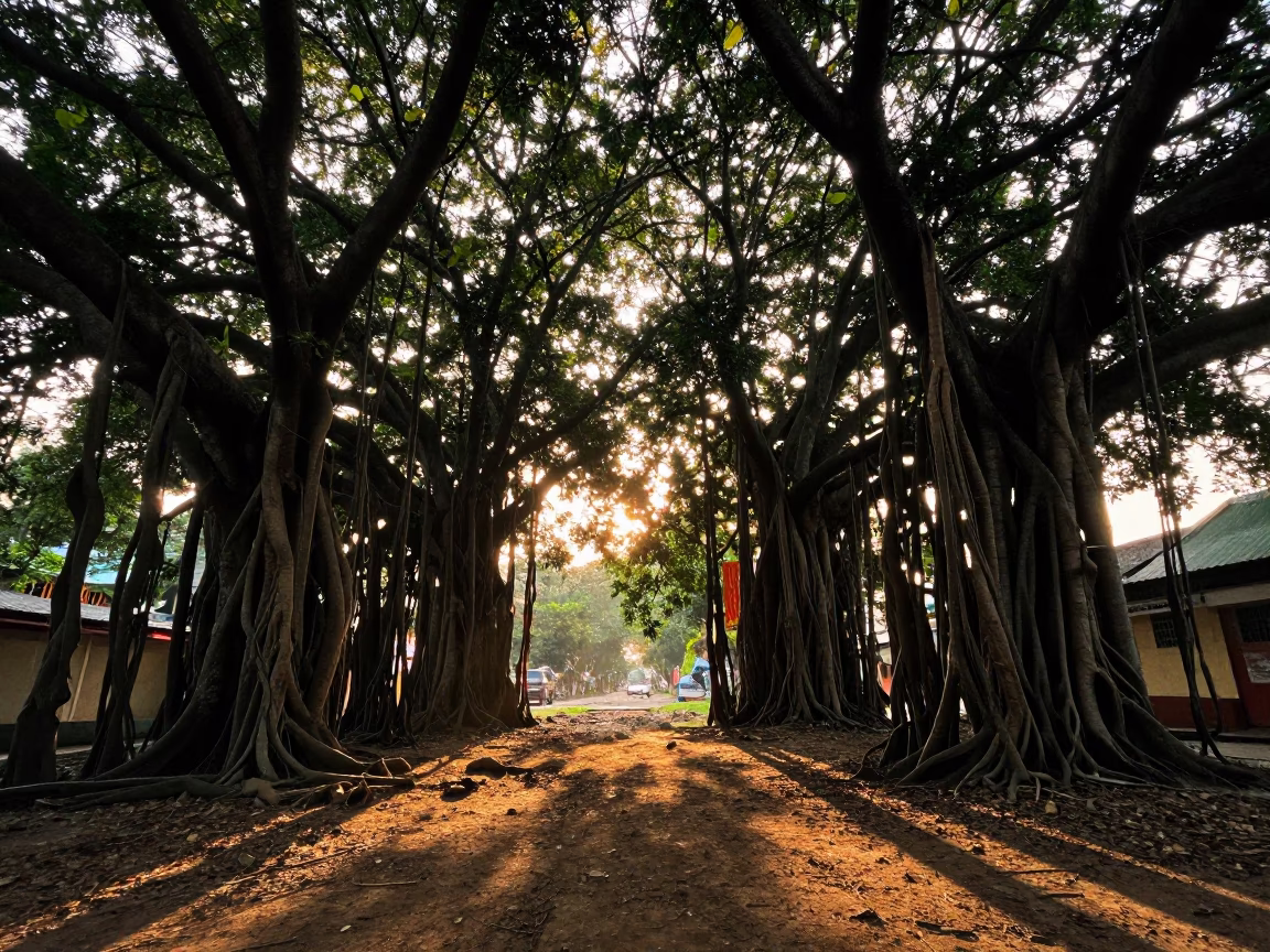 Banyan Grove Aerial Roots Pillars Sunset Kolkata India Street Scene in in Kolkata, India
