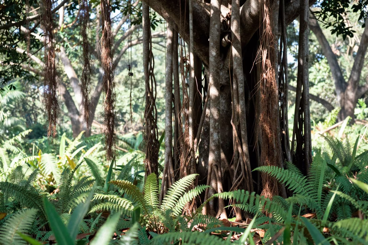 Banyan Tree Aerial Roots Fern Forest Gagnoa in on a fern-lined forest floor near Gagnoa
