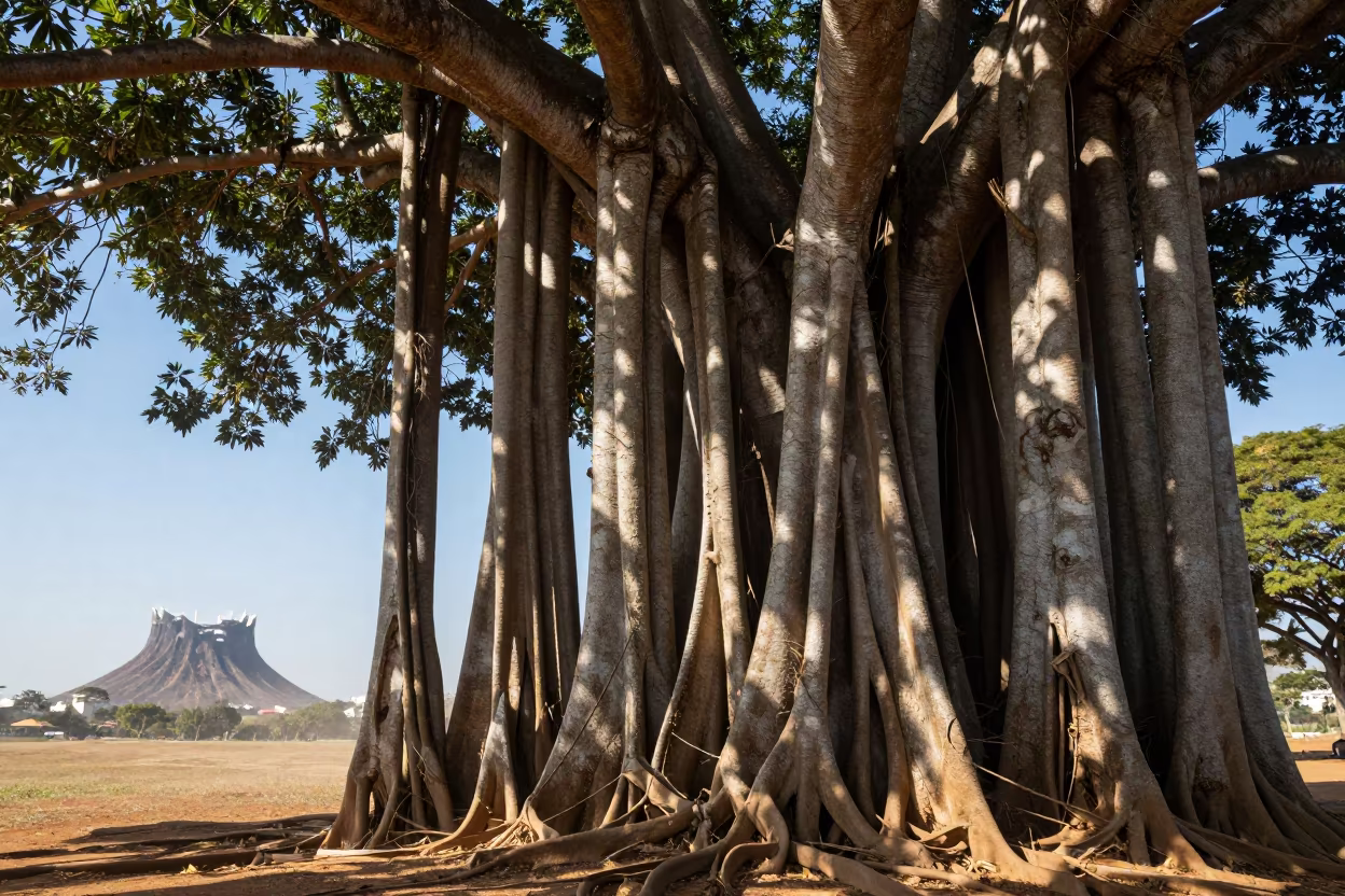 Banyan Tree Aerial Roots Late Afternoon in near Brasilia