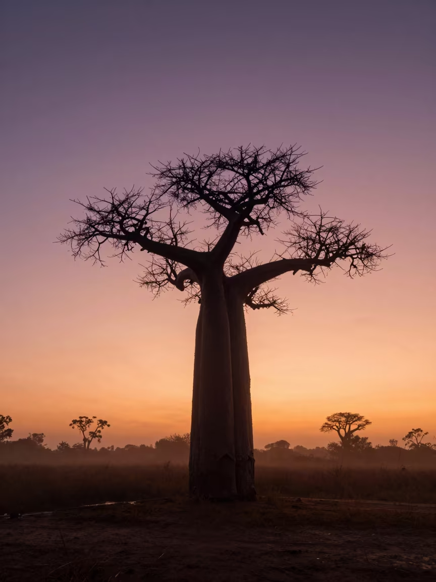 Baobab Silhouette Against Queensland Wet Season Sunset in in Queensland