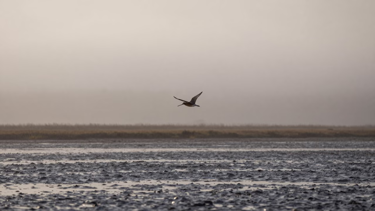 Bar-Tailed Godwit Flies Over Misty Mudflats in near Coptic Cairo, Cairo