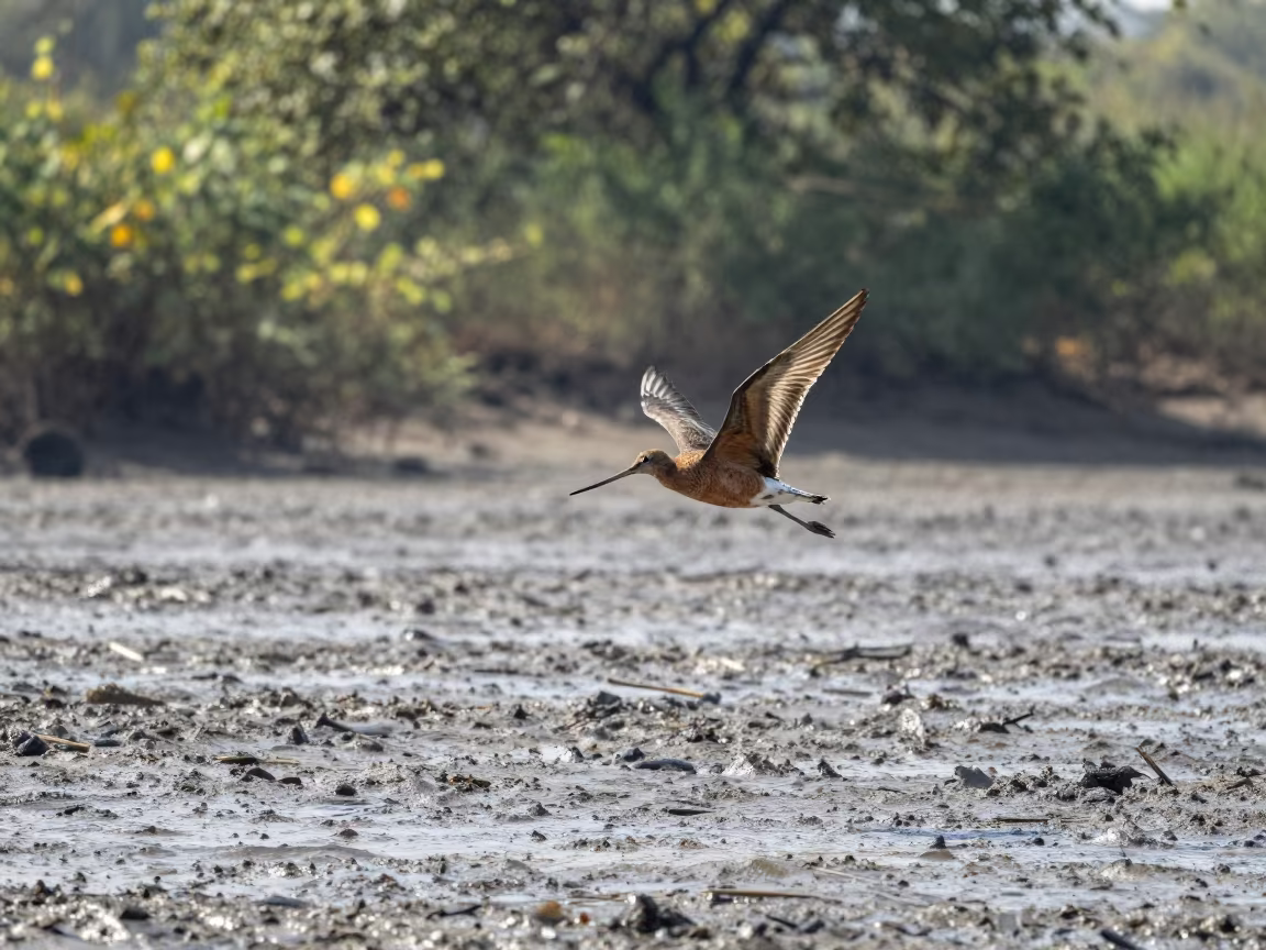 Bar-tailed Godwit Flying Over Delhi Mudflats in near Delhi