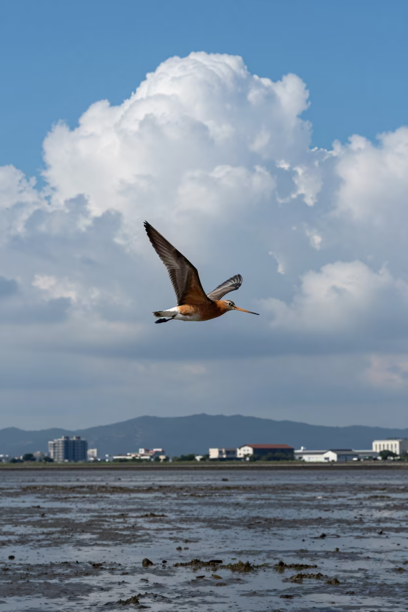 Bar-tailed Godwit Over Yokohama Mudflats in near Yokohama