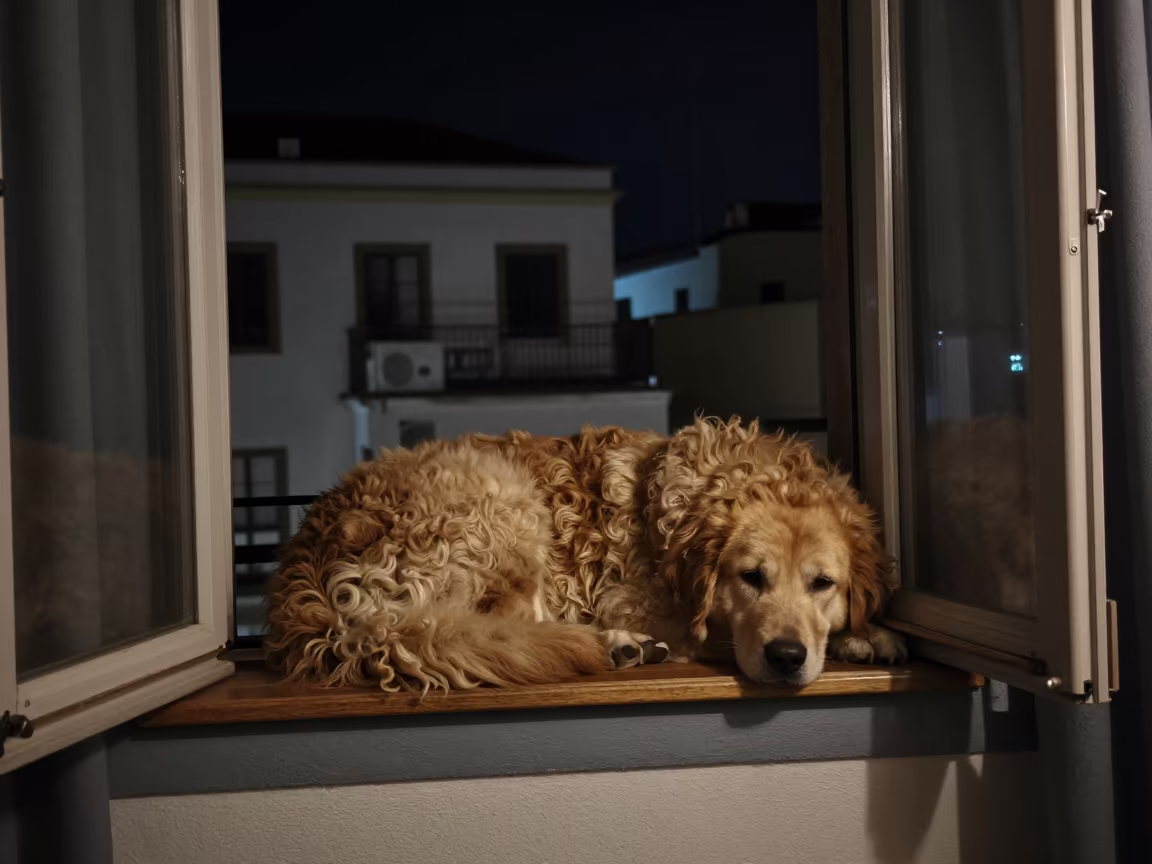 Barbado da Terceira Dog Resting on Rome Window Seat in on a window seat in a quiet apartment with soft side light in Rome