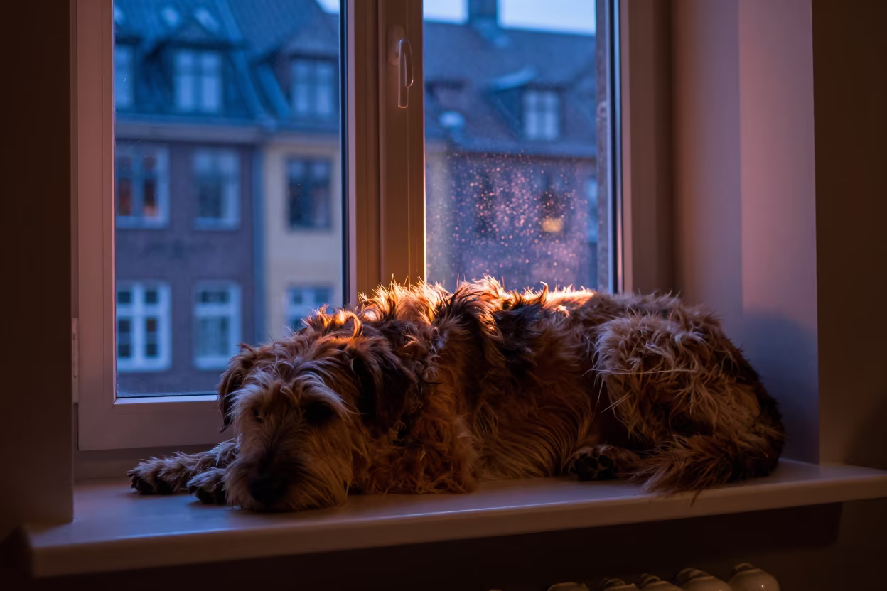 Barbado da Terceira on Copenhagen Window Seat in on a window seat in a quiet apartment with soft side light in Nyhavn, Copenhagen