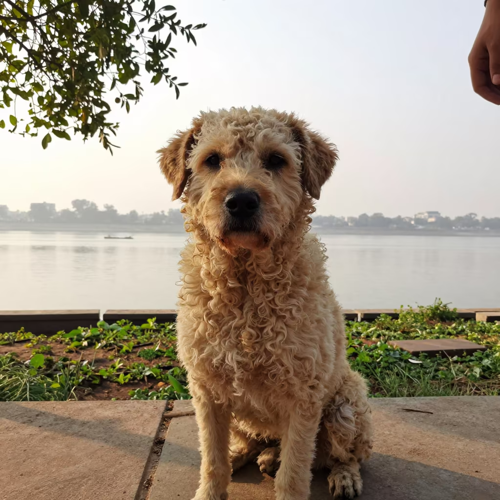 Barbado da Terceira Portrait Varanasi Garden in near a garden edge with soft morning light and an uncluttered background in Varanasi