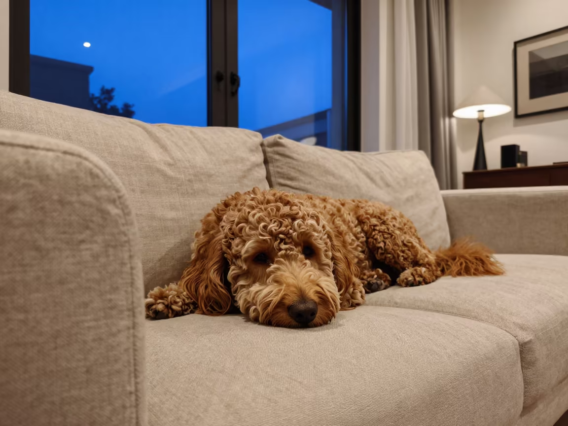Barbet Dog Resting on Linen Sofa in Russeifa in on a linen sofa with daylight from a nearby window in Russeifa