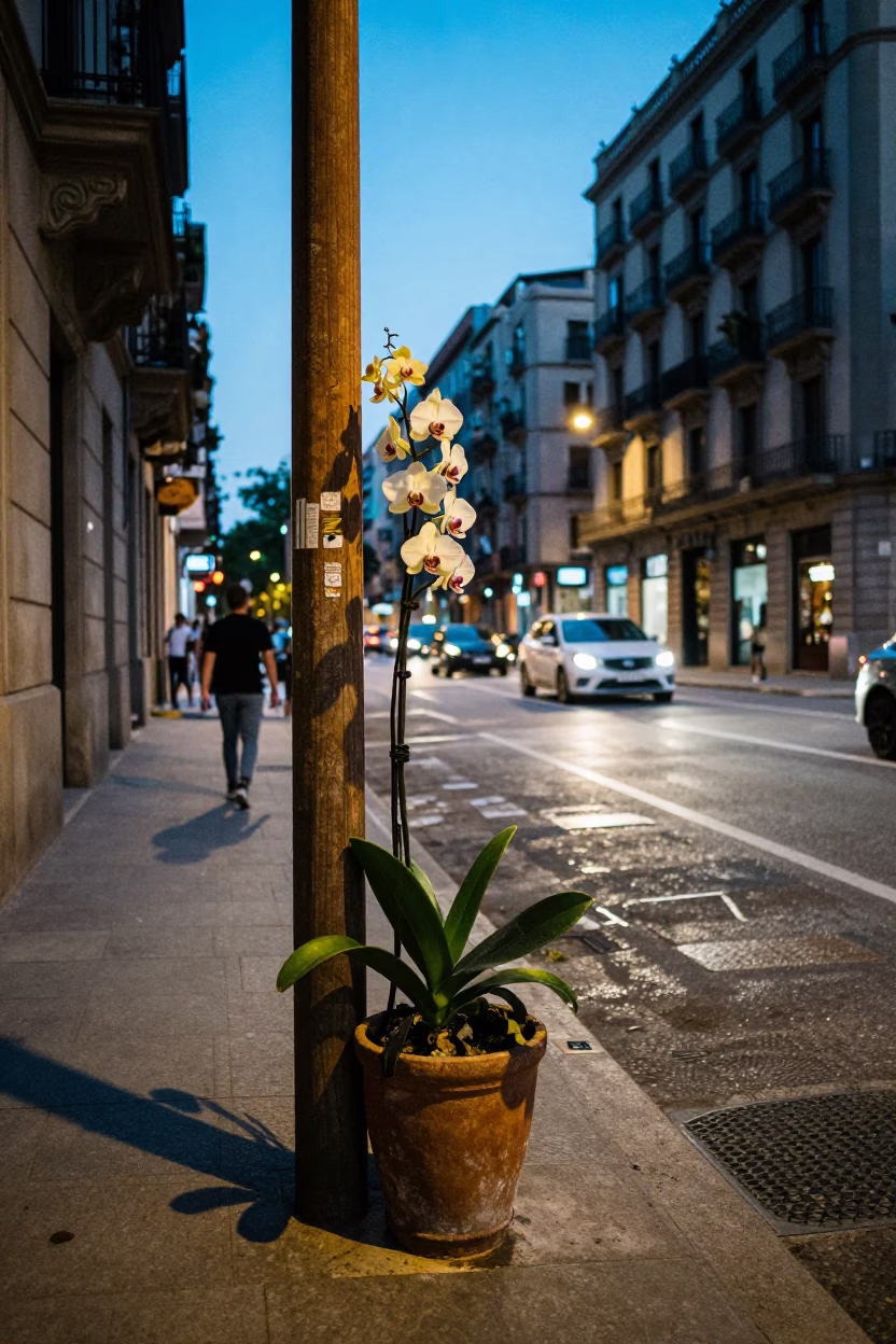Barcelona Evening Street Scene with Vanilla Orchid and Urban Details in in Barcelona, Spain