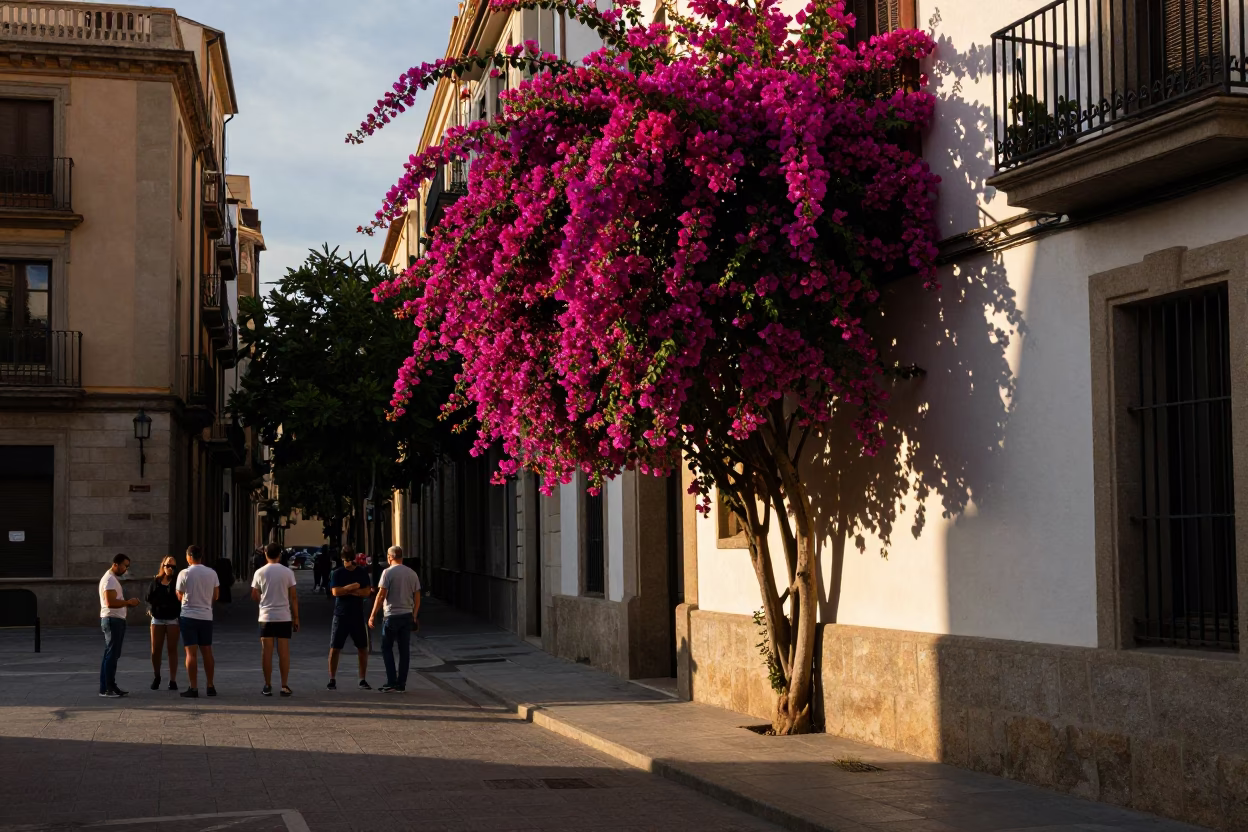 Barcelona Late Afternoon Street Scene with Bougainvillea and Urban Life in in Barcelona, Spain