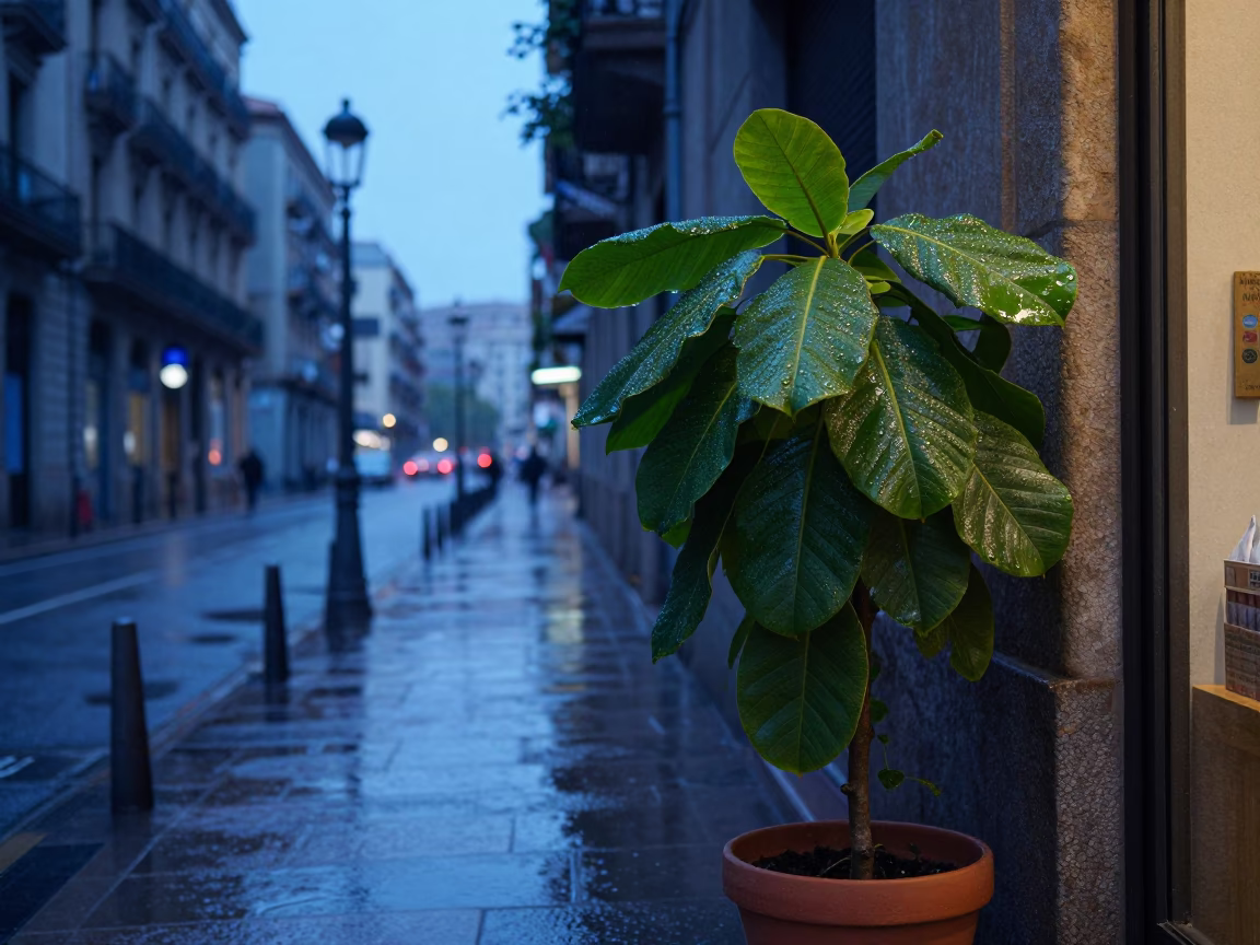 Barcelona Nautical Dawn Street Scene with Water Droplets on Leaves in in Barcelona, Spain