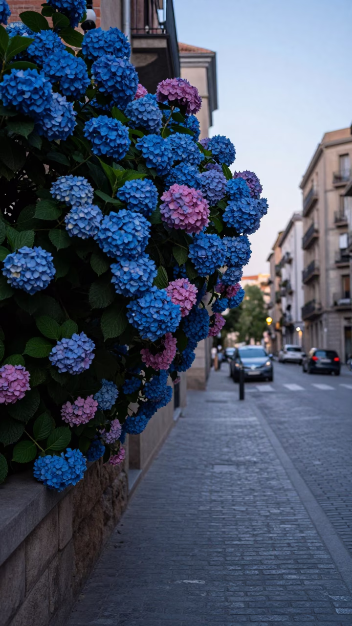 Barcelona Spain Pre-Dawn Street Scene with Blue Hydrangea Bush and Cobblestone Alleyway in in Barcelona, Spain
