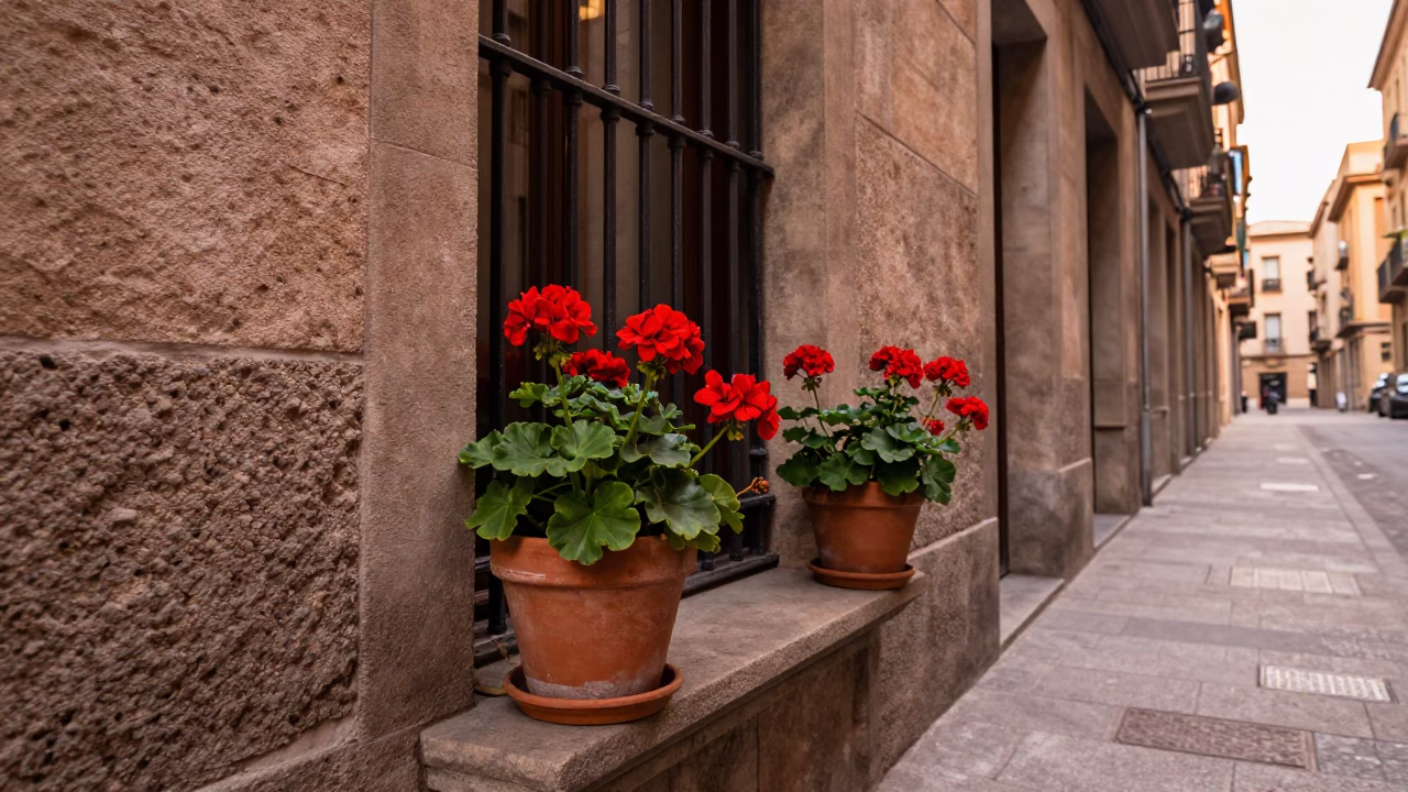 Barcelona Street Scene with Potted Geraniums in Copper Toned Light Before Dusk in in Barcelona, Spain